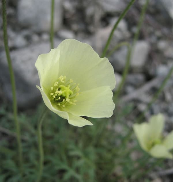 Lapi magun Papaver lapponicum